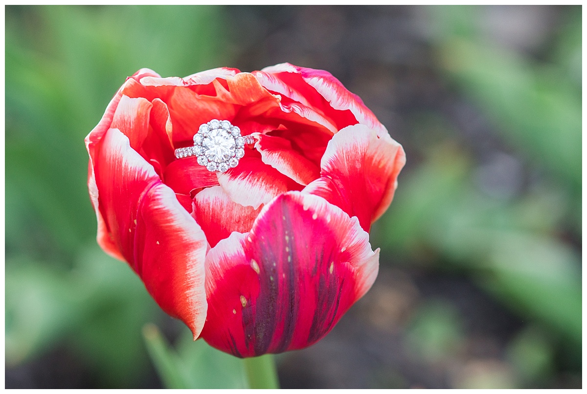 Sherwood Garden Tulip Photographer-101.jpg