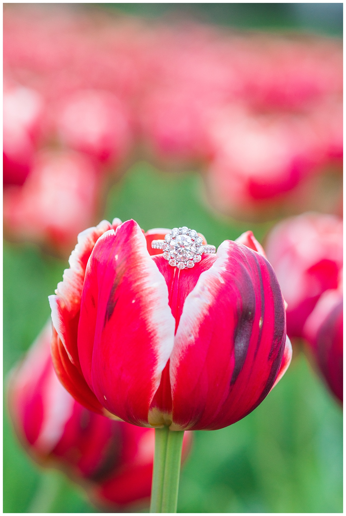 Sherwood Garden Tulip Photographer-105.jpg