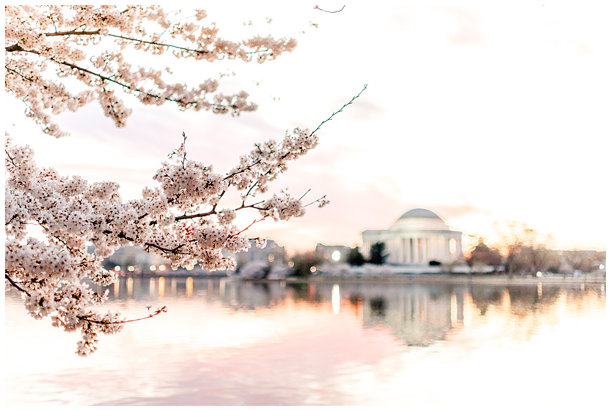 Washington_DC_Cherry_Blossom_Photographer-3.jpg