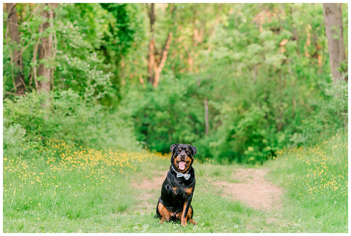 Dog_Portraits_Howard_County-57.jpg